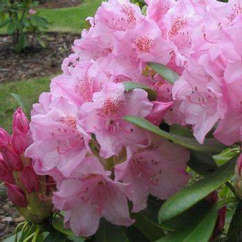 Рододендрон гибридный ‘Helsinki University’ (Rhododendron hybriden ‘Helsinki University’)